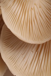 Macro view of fresh oyster mushrooms as background