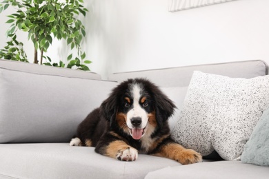 Adorable Bernese Mountain Dog puppy on sofa indoors