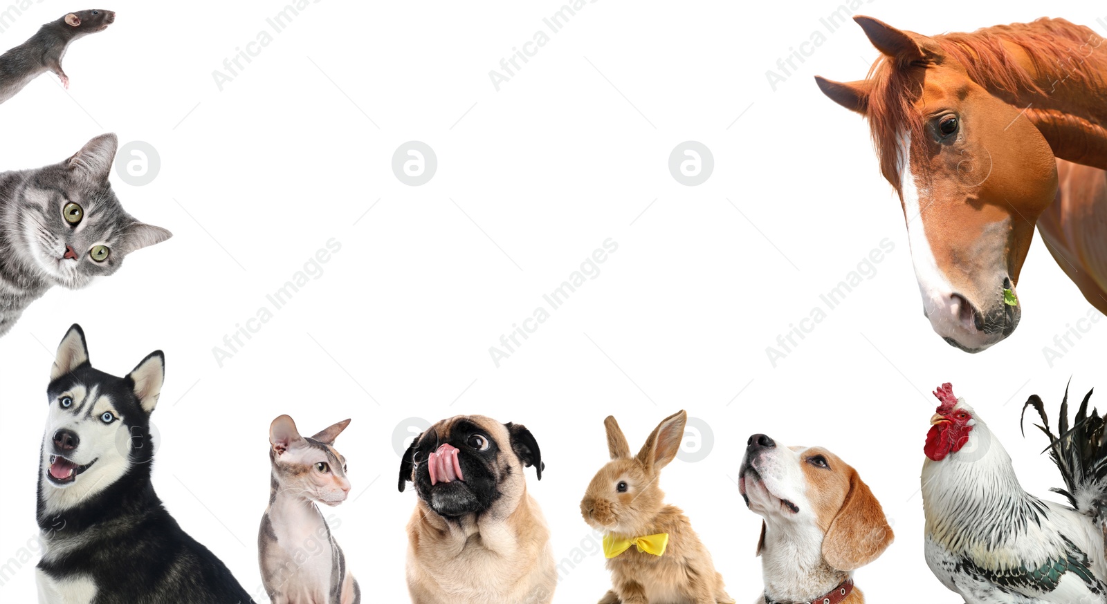 Image of Collage with horse and other pets on white background. Banner design