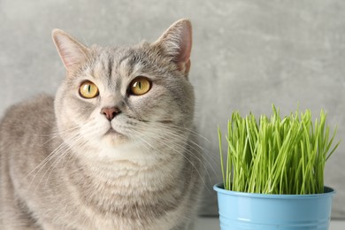 Cute cat and fresh green grass near grey wall