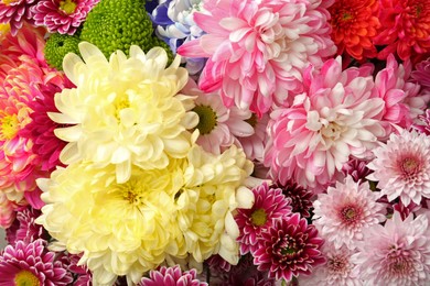 Many different beautiful chrysanthemums as background, closeup