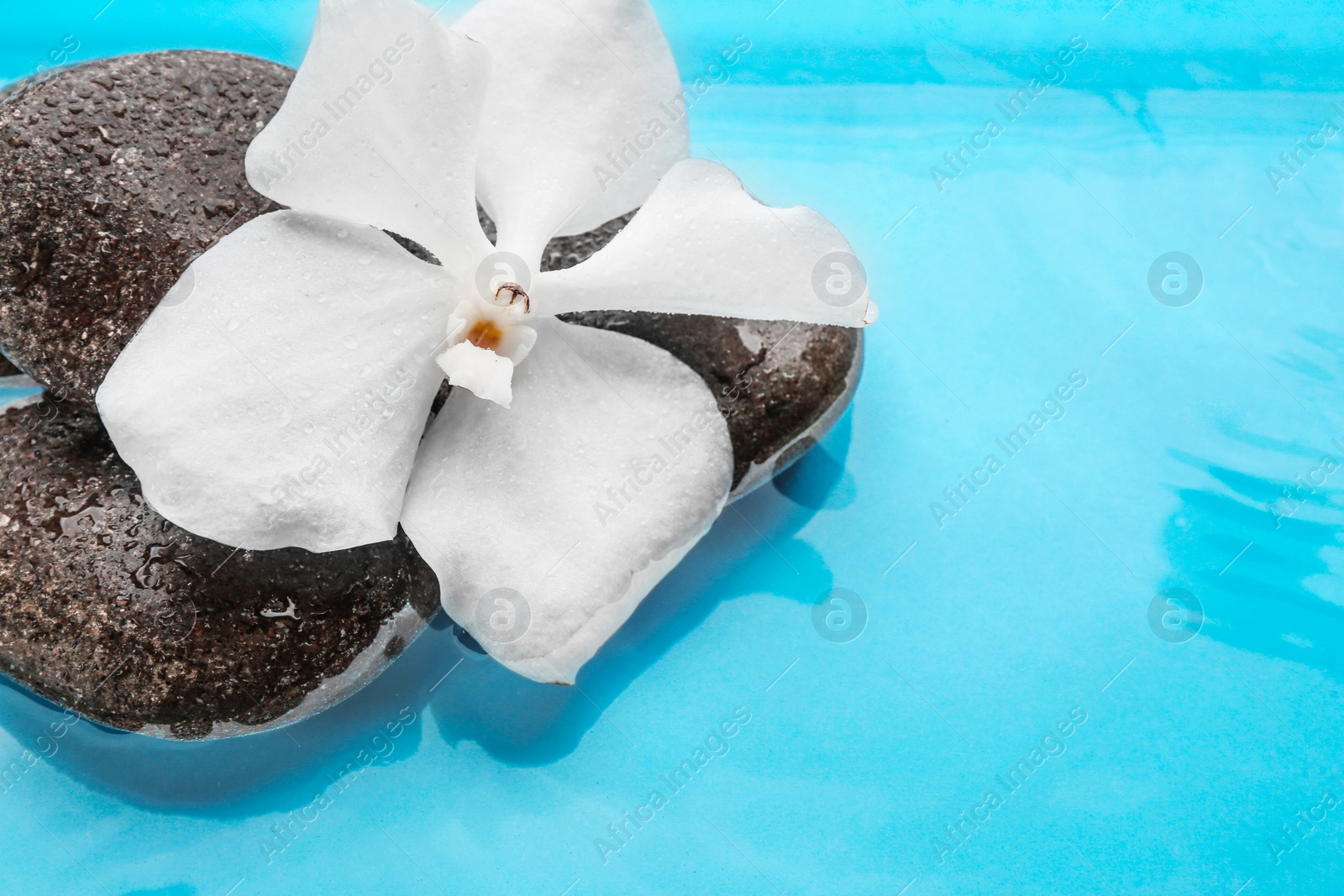 Photo of Stones and orchid flower in water. Zen lifestyle