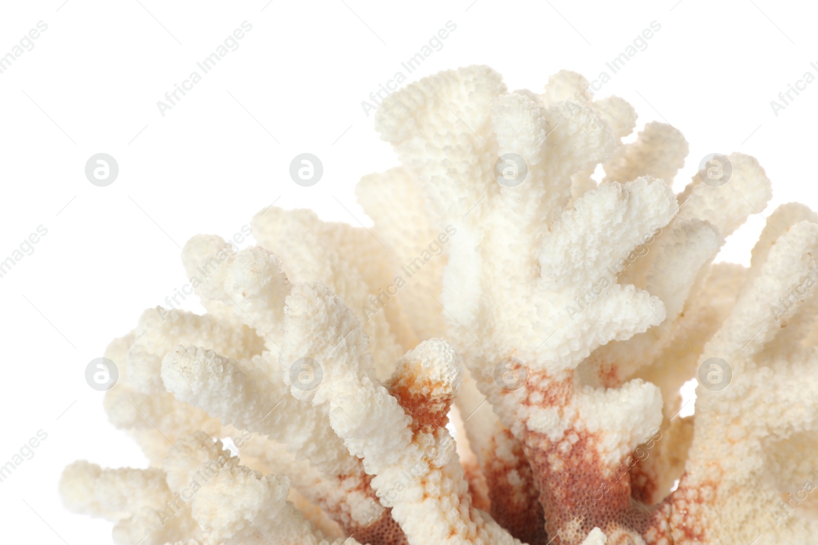 Photo of Beautiful exotic sea coral isolated on white, closeup