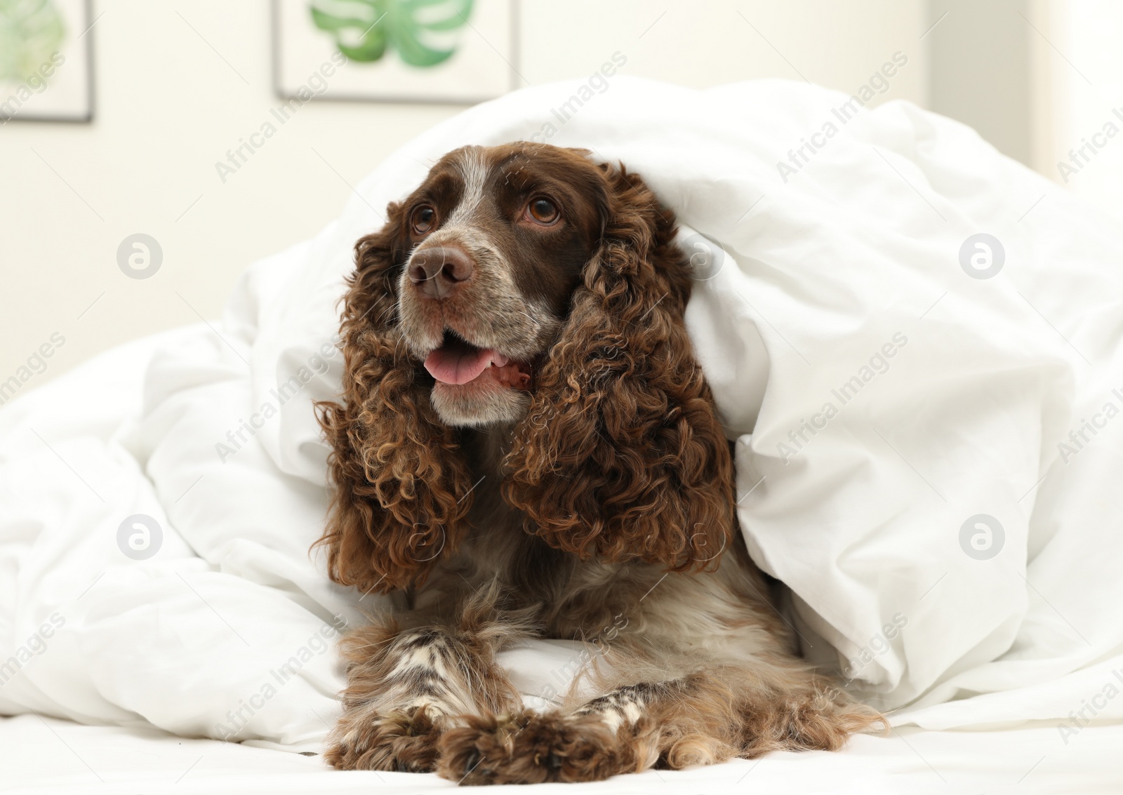 Photo of Adorable dog covered with blanket at home