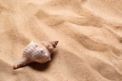 Photo of Beautiful seashell on beach sand, space for text. Summer vacation