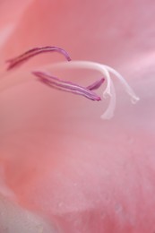 Beautiful pink gladiolus flower as background, macro view
