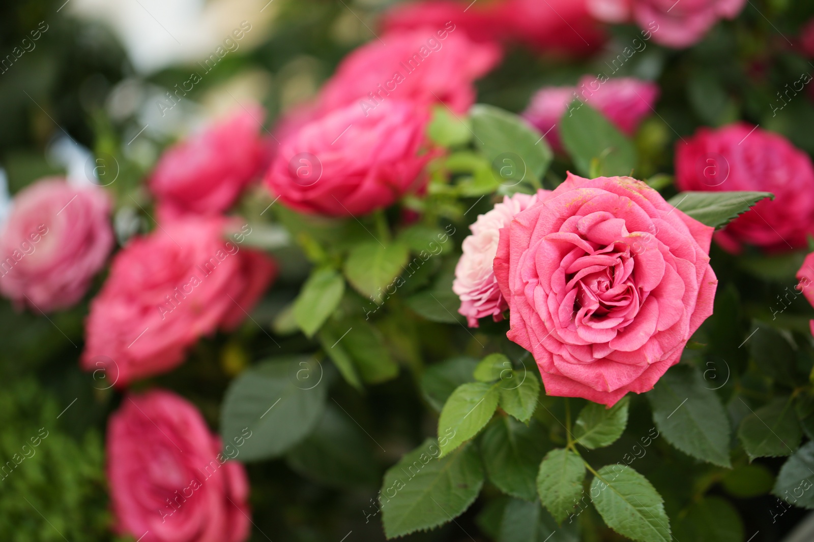 Photo of Beautiful blooming roses, closeup