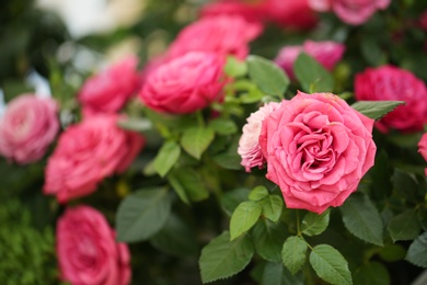 Beautiful blooming roses, closeup