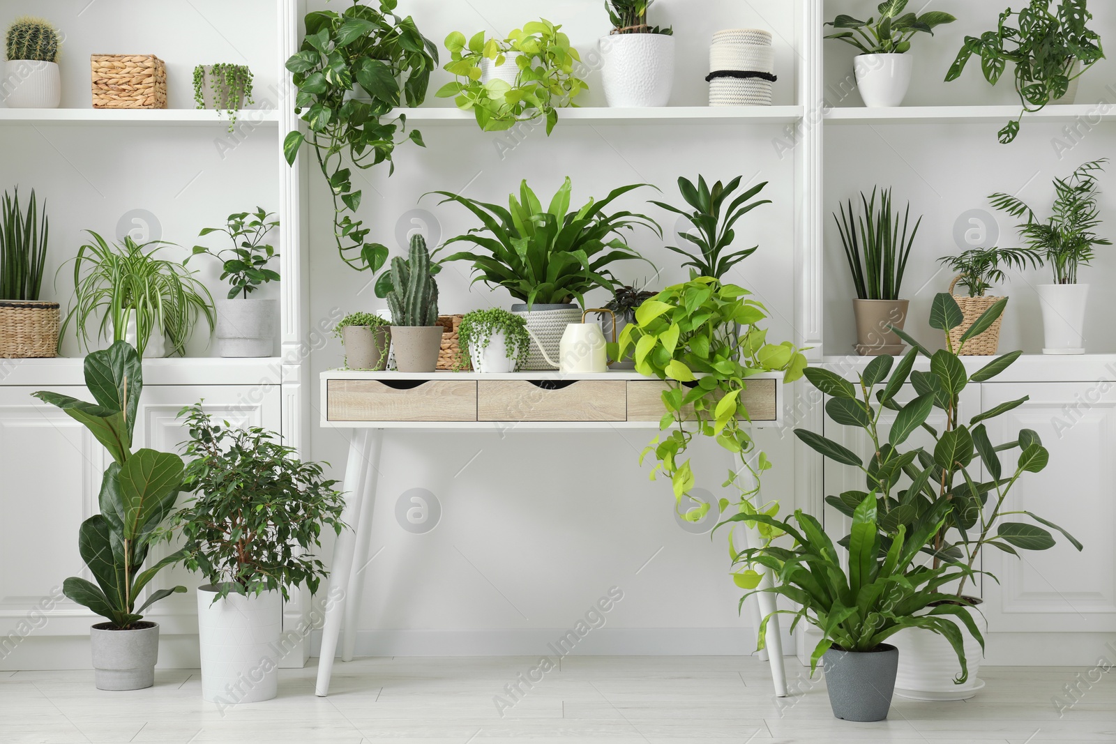 Photo of Green potted houseplants on table and shelves indoors