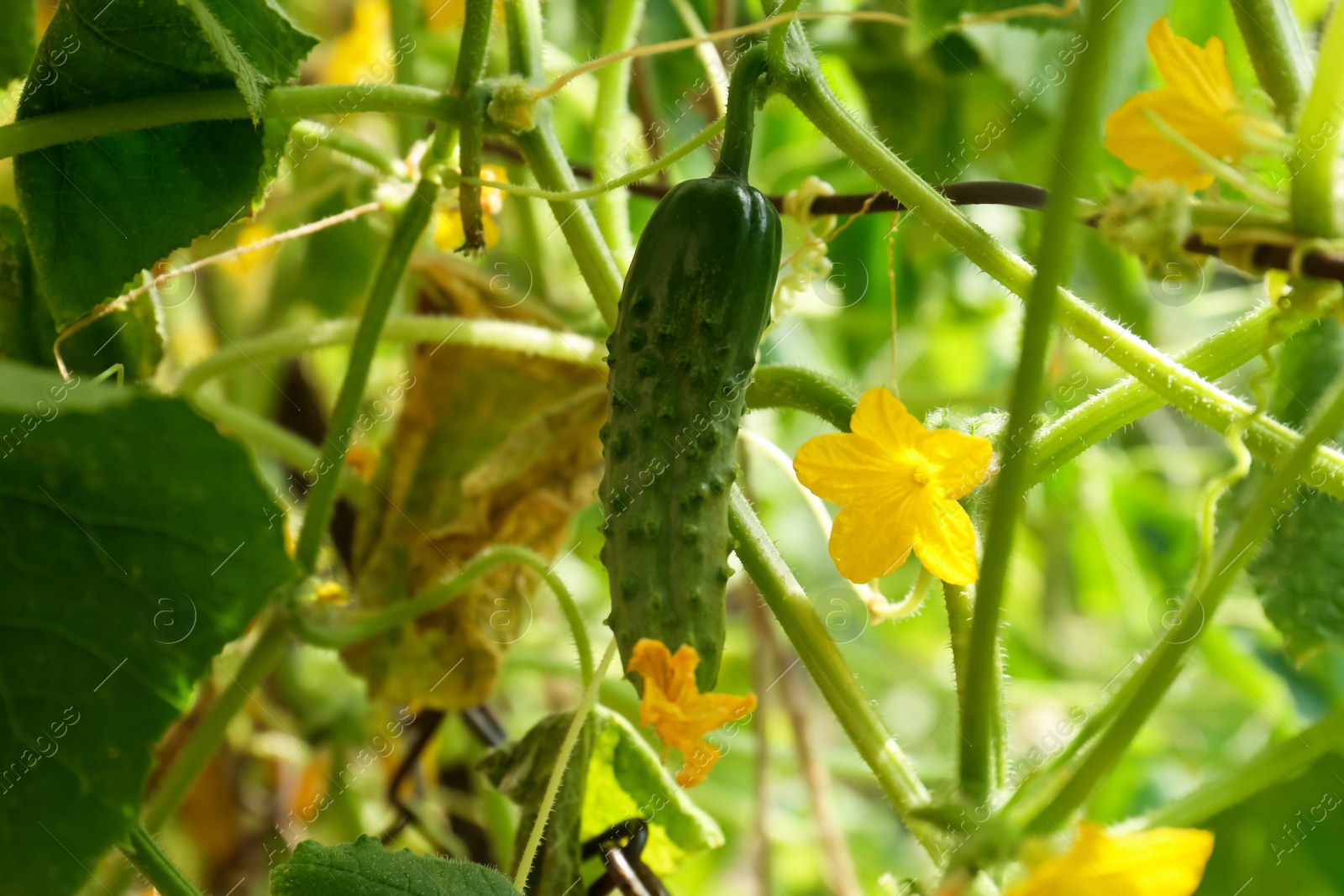 Photo of Closeup view of cucumber ripening in garden on sunny day