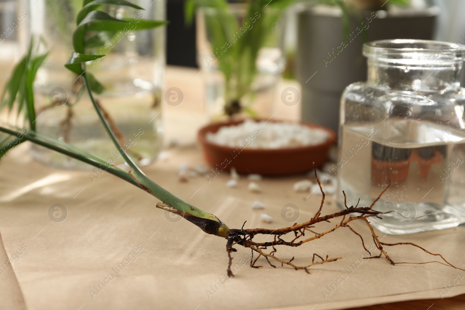 Photo of Root of exotic house plant on table, closeup