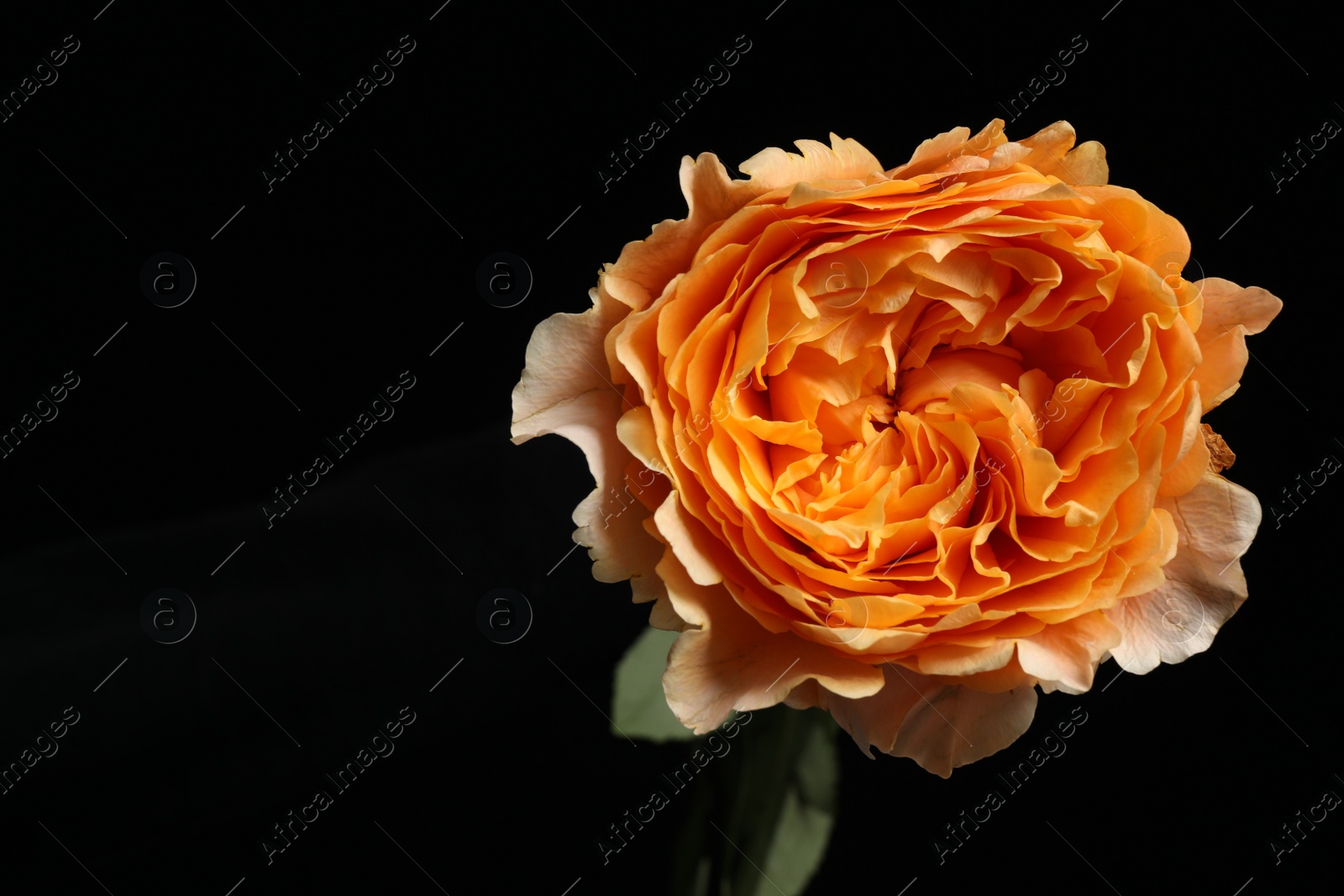 Photo of Beautiful fresh aromatic rose on dark background