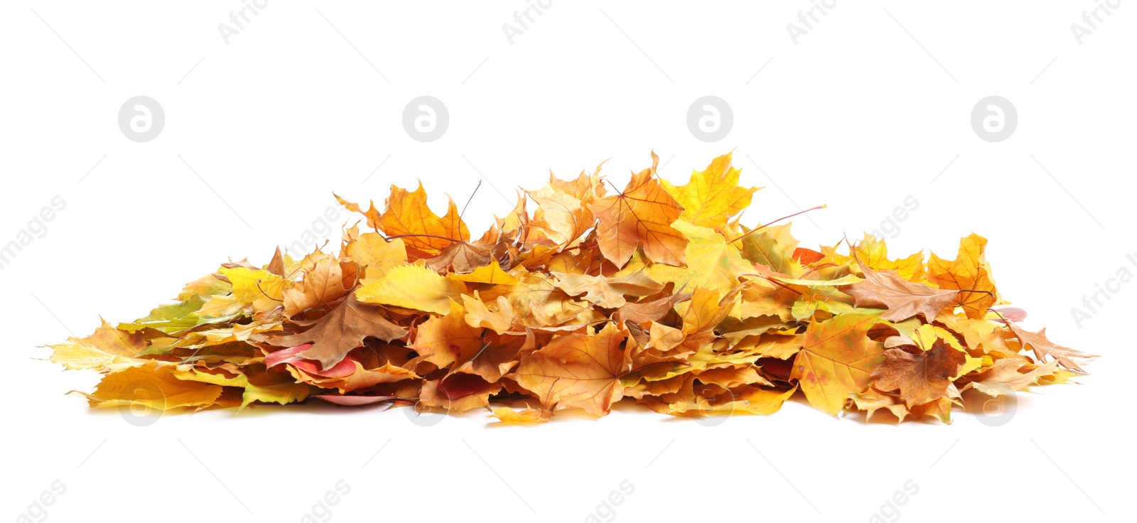 Photo of Heap of autumn leaves on white background