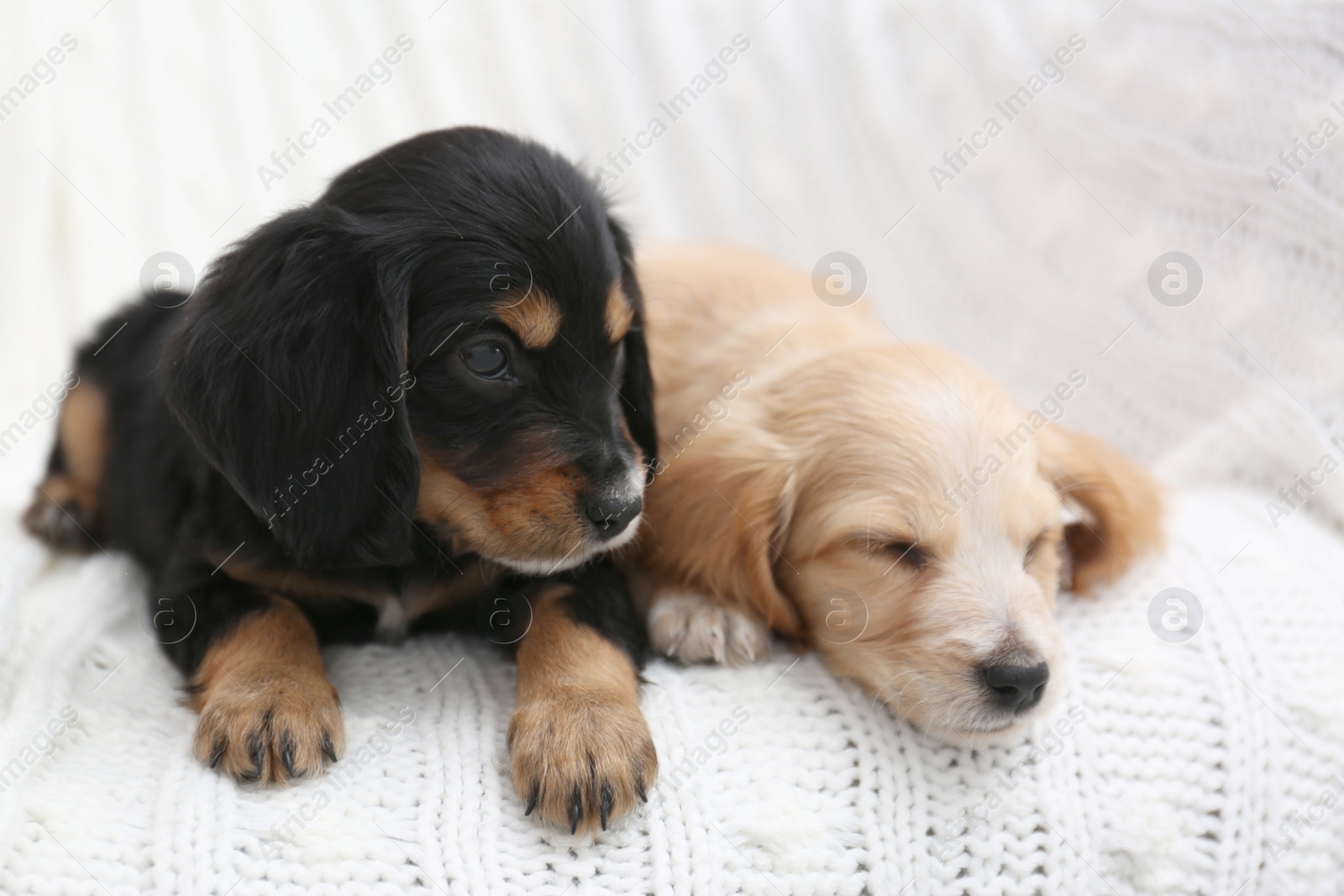 Photo of Cute English Cocker Spaniel puppies on soft plaid