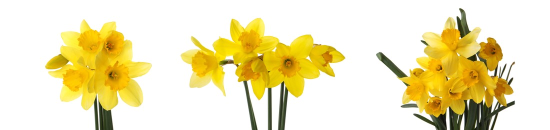 Image of Set with beautiful yellow daffodils on white background. Banner design