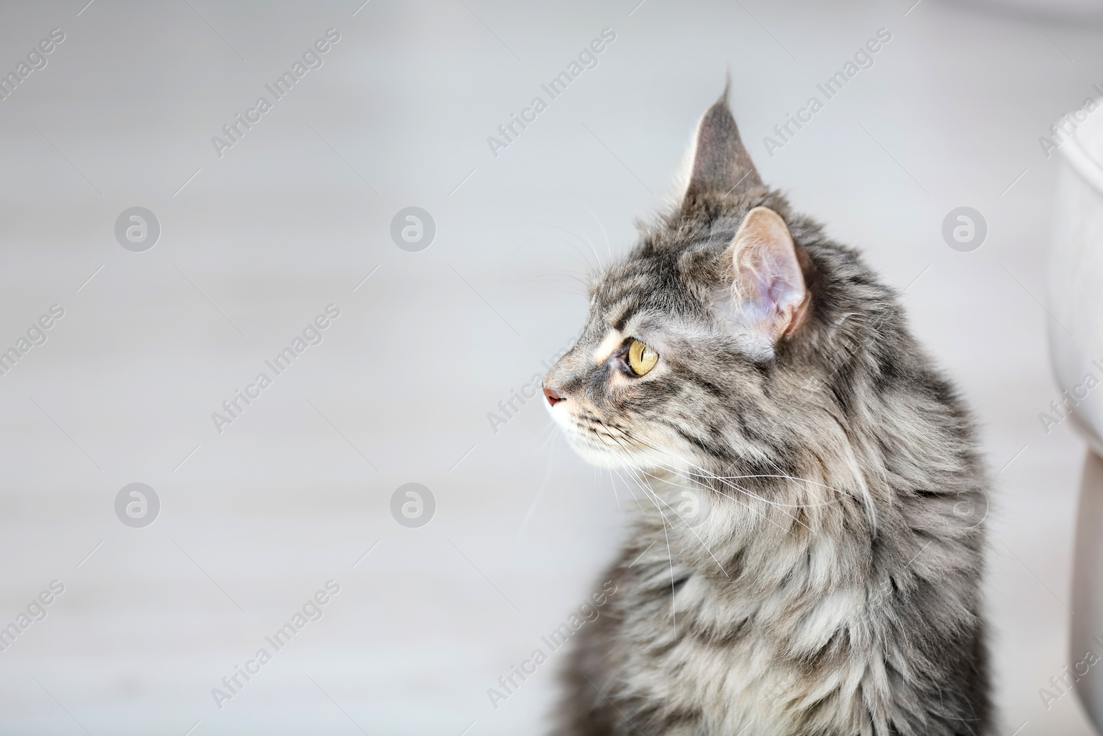 Photo of Adorable Maine Coon cat on floor at home. Space for text