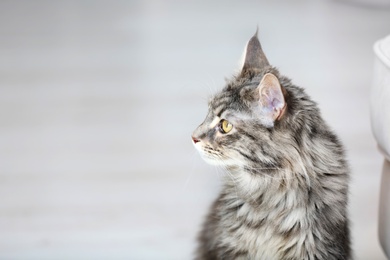 Adorable Maine Coon cat on floor at home. Space for text