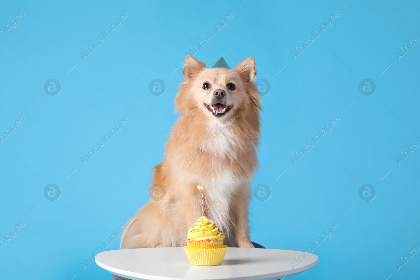 Photo of Cute dog wearing party hat at table with delicious birthday cupcake on light blue background