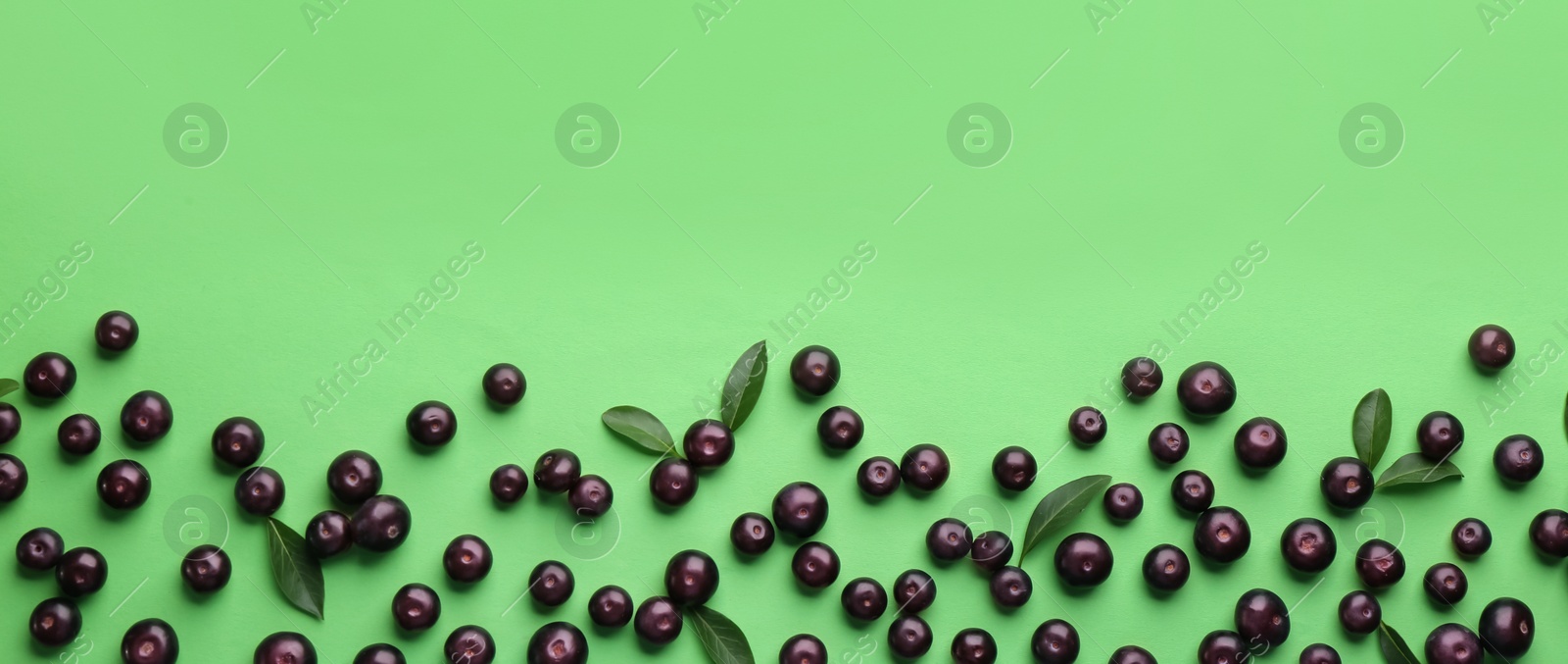 Photo of Fresh acai berries and leaves on green background, flat lay. Space for text