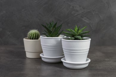 Photo of Many different succulent plants in pots on grey table