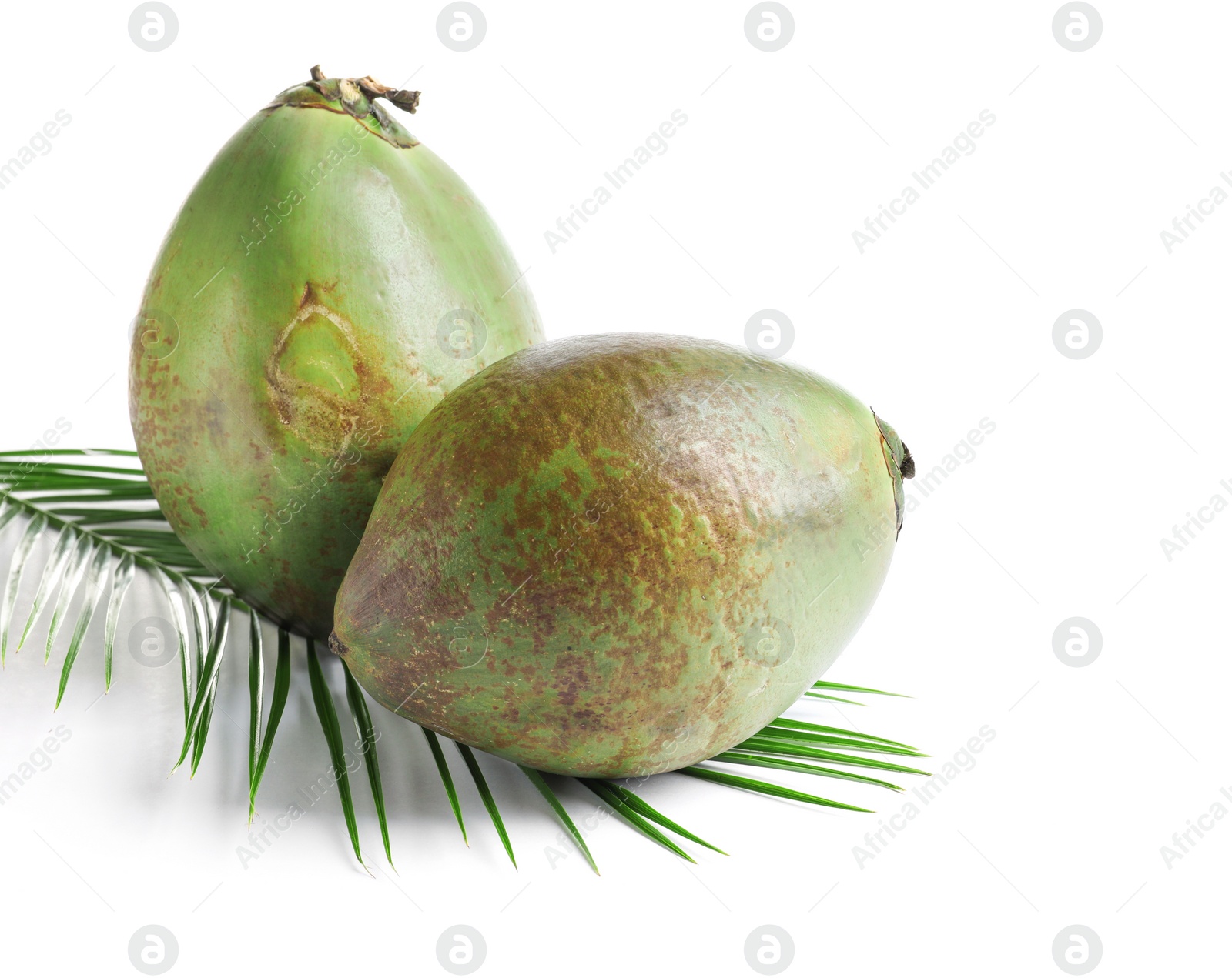 Photo of Fresh green coconuts with palm leaf on white background