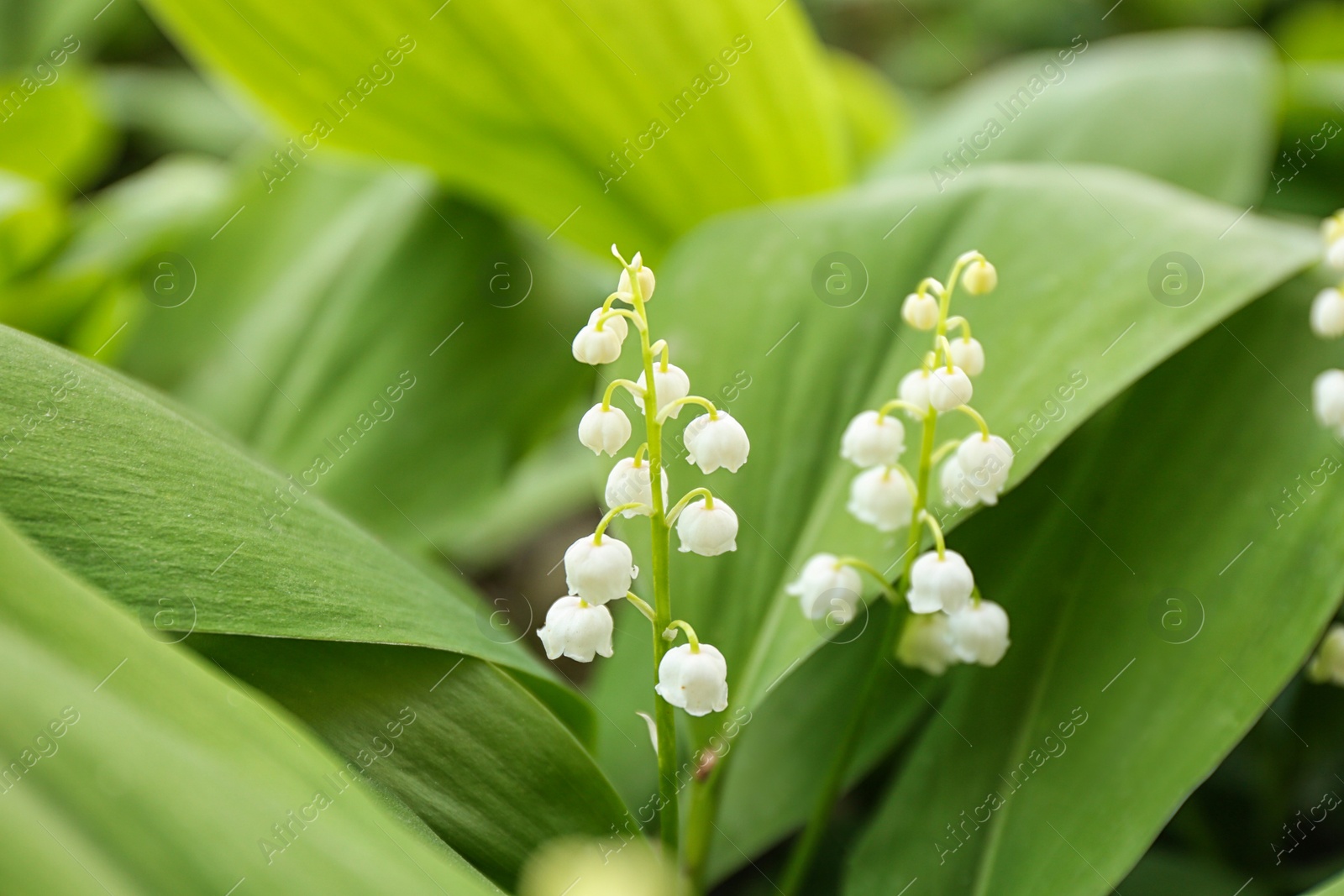 Photo of Beautiful fragrant lily of the valley as background