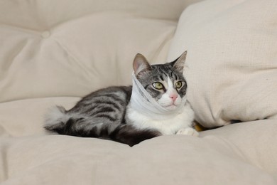 Photo of Cute cat with medical bandage wrapped around neck on sofa indoors