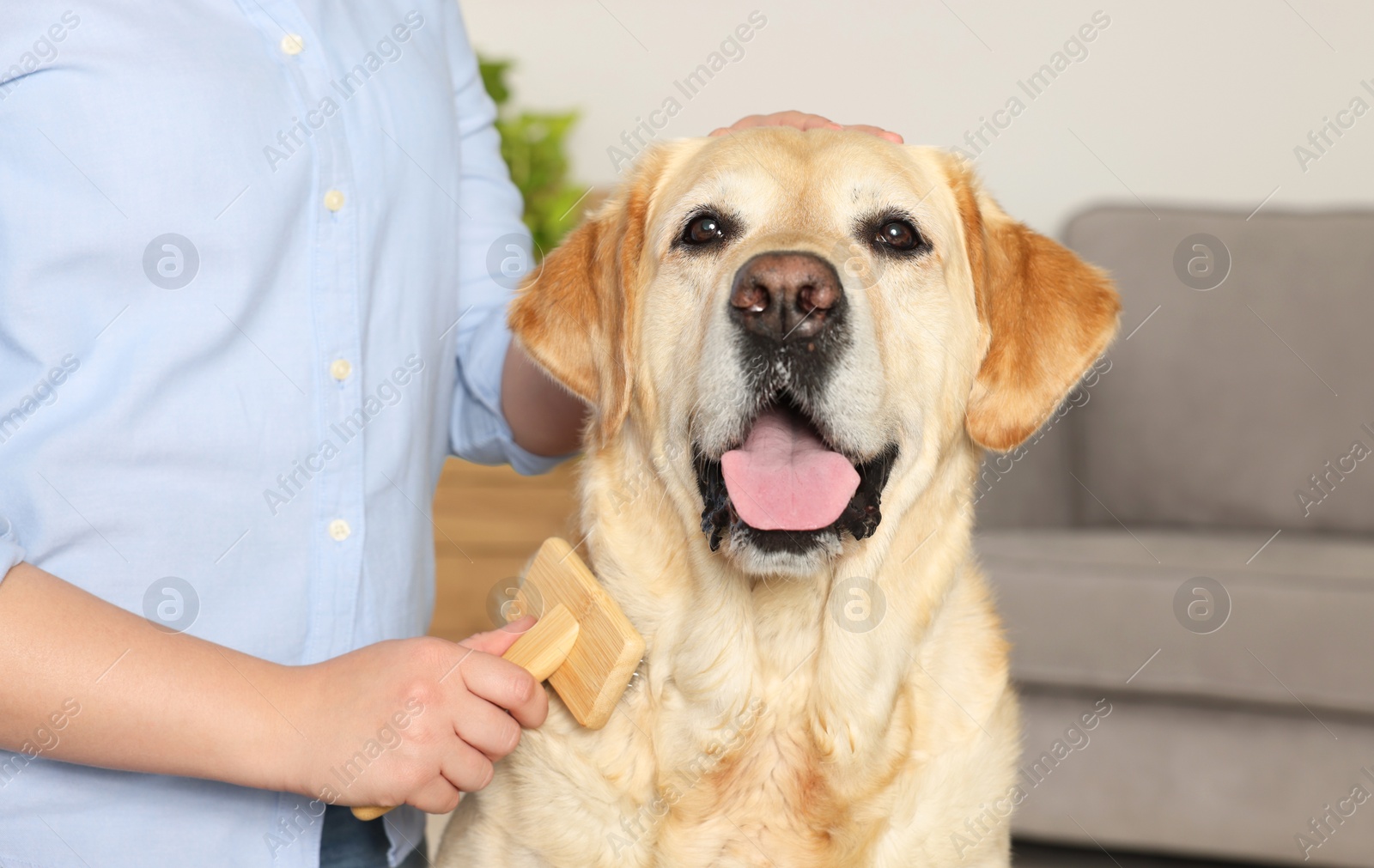 Photo of Woman brushing cute Labrador Retriever dog at home, closeup