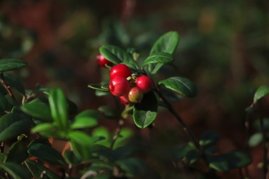 Photo of Tasty ripe lingonberries growing on sprig outdoors