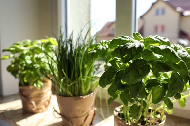 Different aromatic potted herbs on windowsill indoors