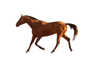 Chestnut horse on white background. Beautiful pet