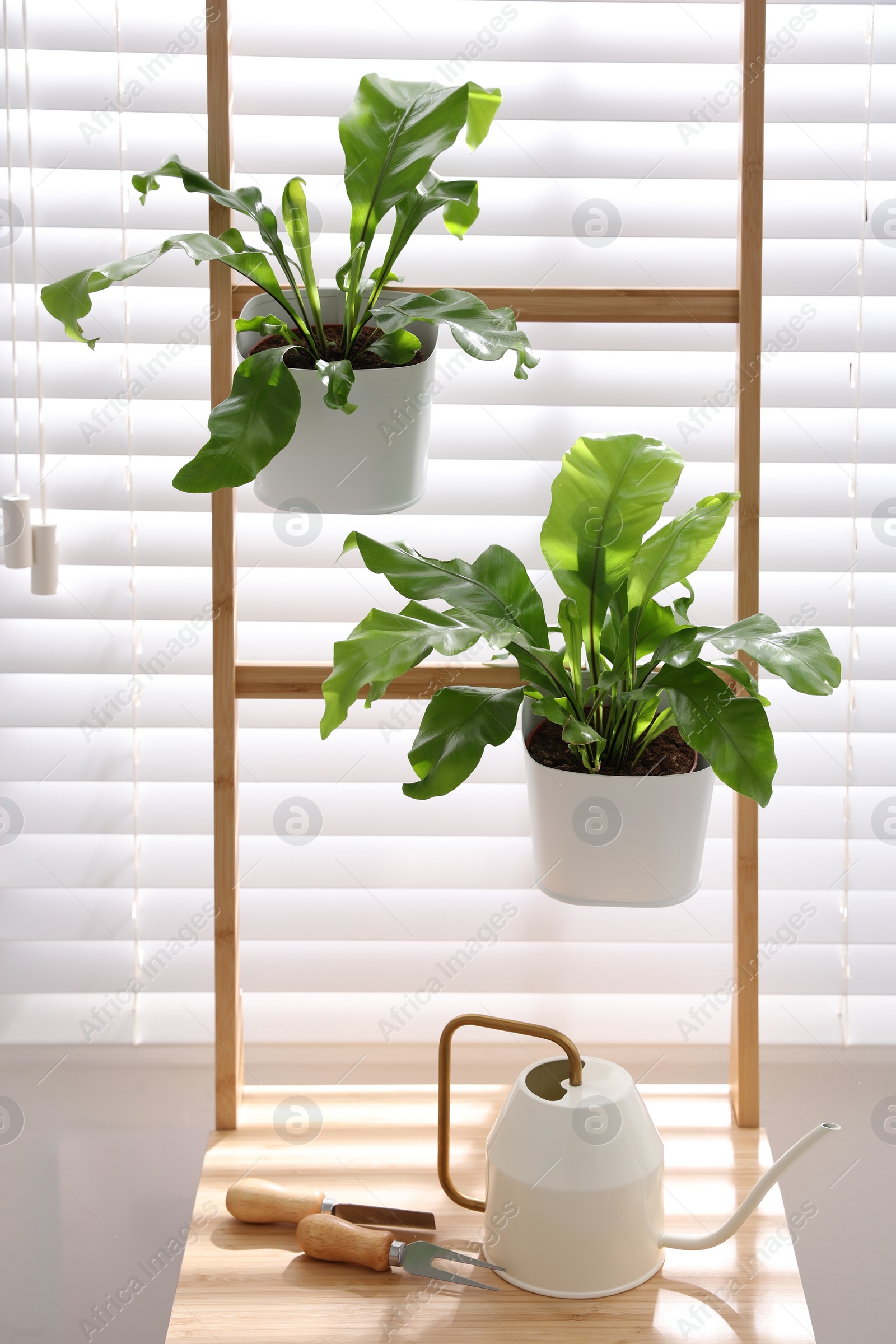 Photo of Beautiful fresh ferns, watering can and gardening tools near window indoors