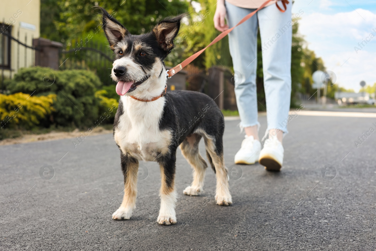 Photo of Woman walking her cute dog on city street, closeup