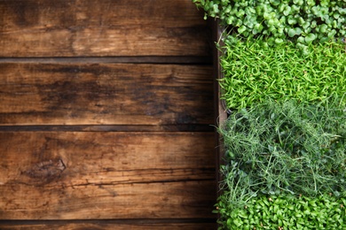 Fresh organic microgreens on wooden table, top view. Space for text