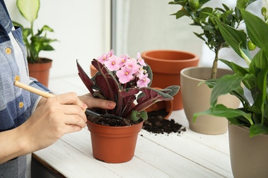 Photo of Woman transplanting home plant into new pot on window sill, closeup