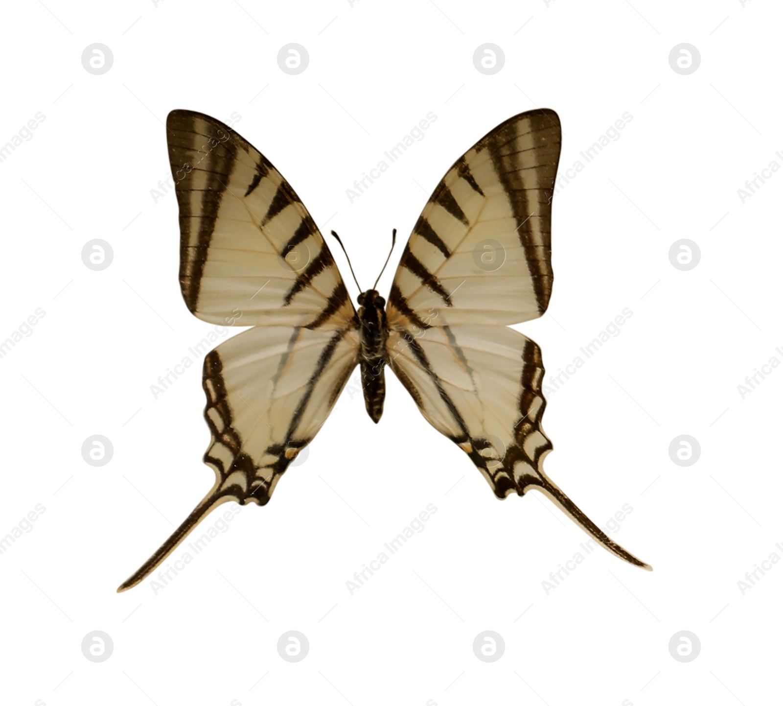 Image of Beautiful fragile exotic butterfly on white background