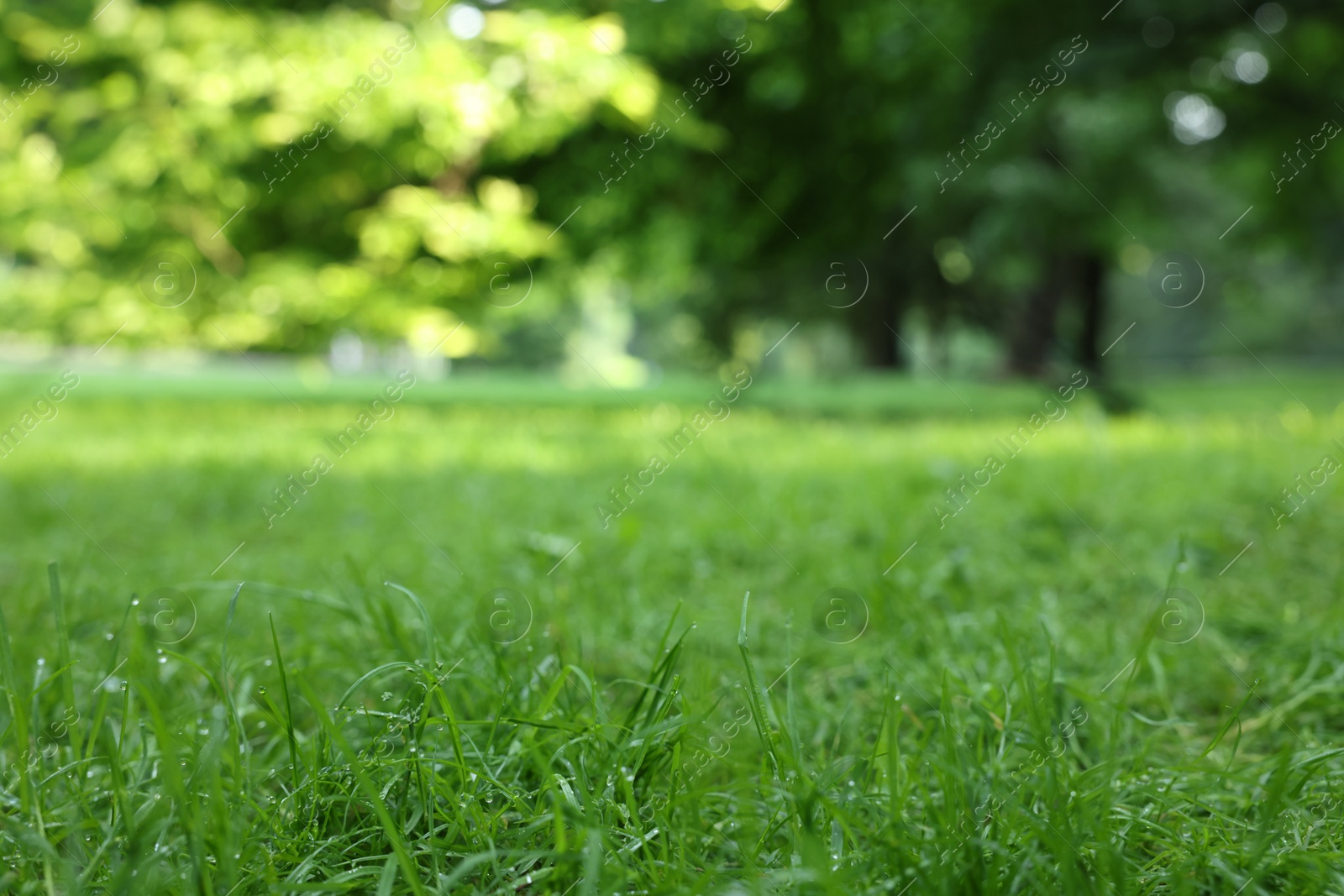 Photo of Fresh green grass growing in summer park