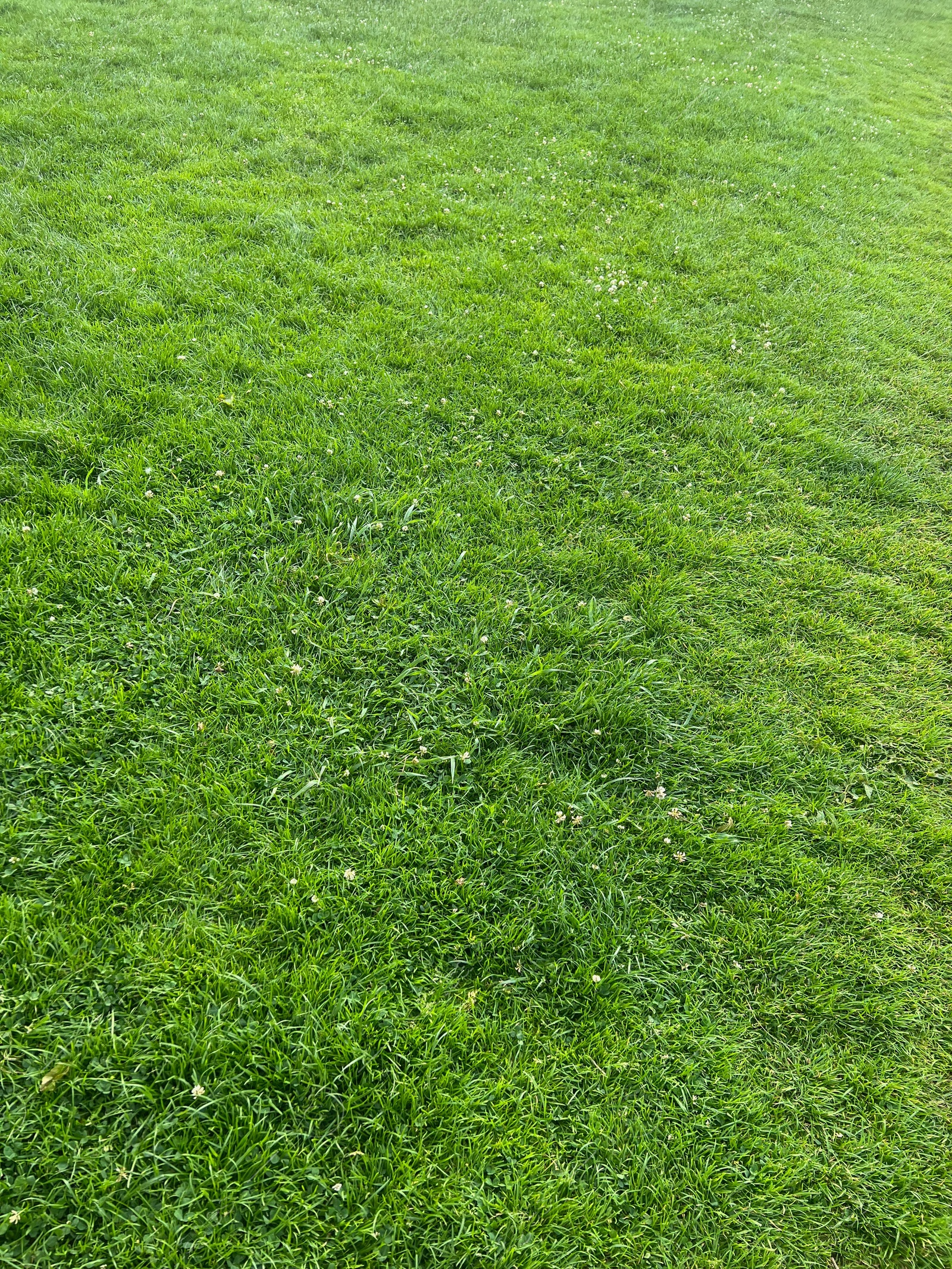 Photo of Beautiful meadow with fresh green grass on sunny day