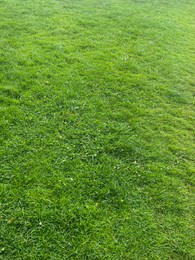 Beautiful meadow with fresh green grass on sunny day