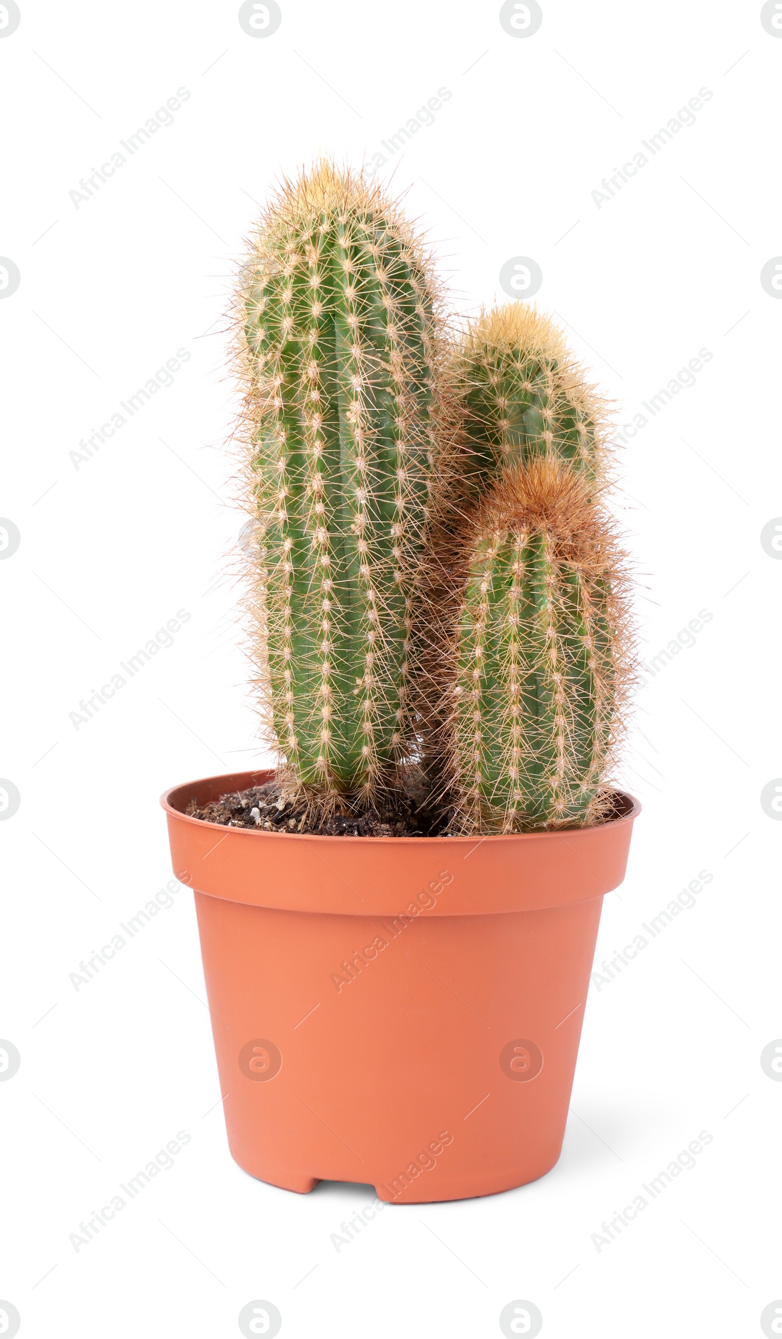 Photo of Beautiful green cactus in pot isolated on white. Tropical plant