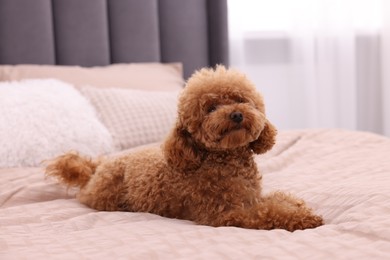 Cute Maltipoo dog on soft bed at home. Lovely pet