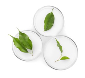 Photo of Petri dishes with green leaves isolated on white, top view