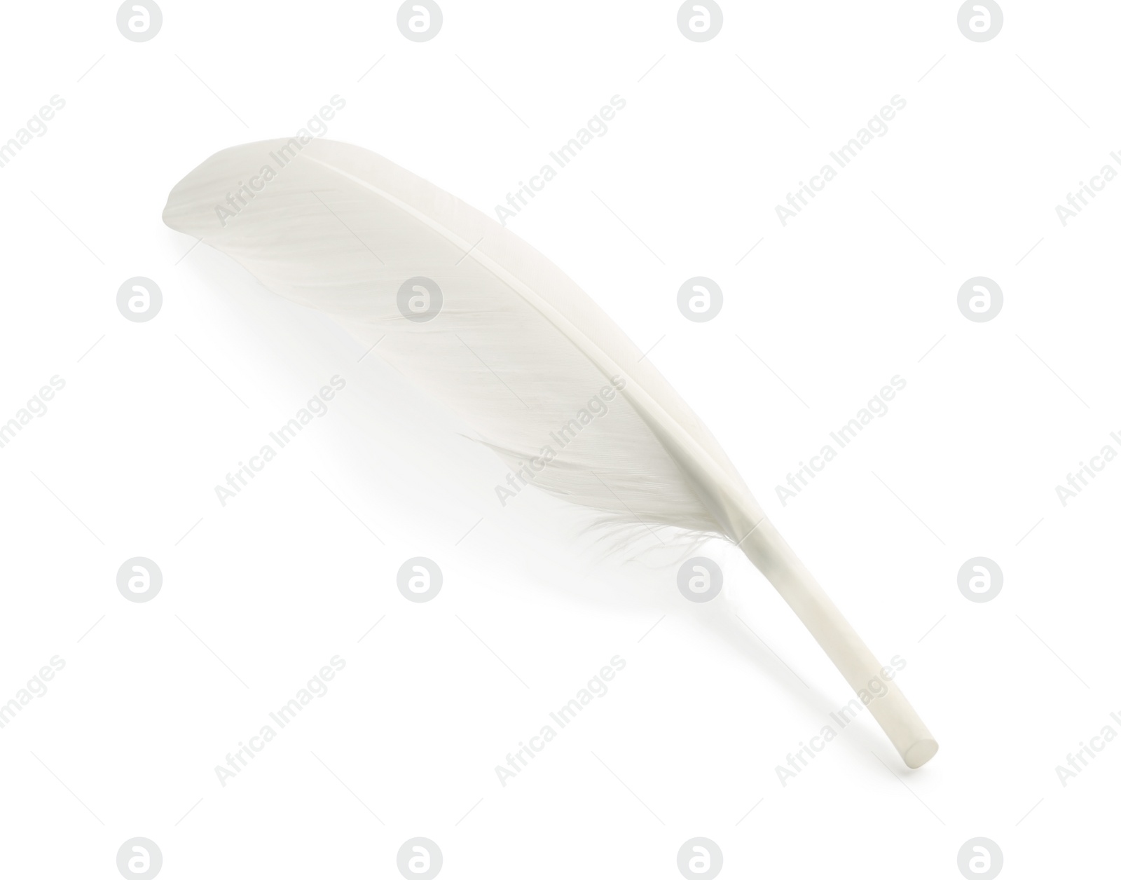 Photo of One fluffy beautiful feather isolated on white