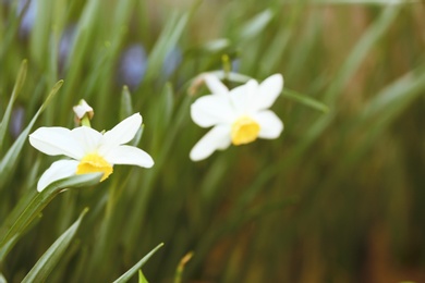 Photo of Closeup view of beautiful narcissuses in garden, space for text. Spring flowers