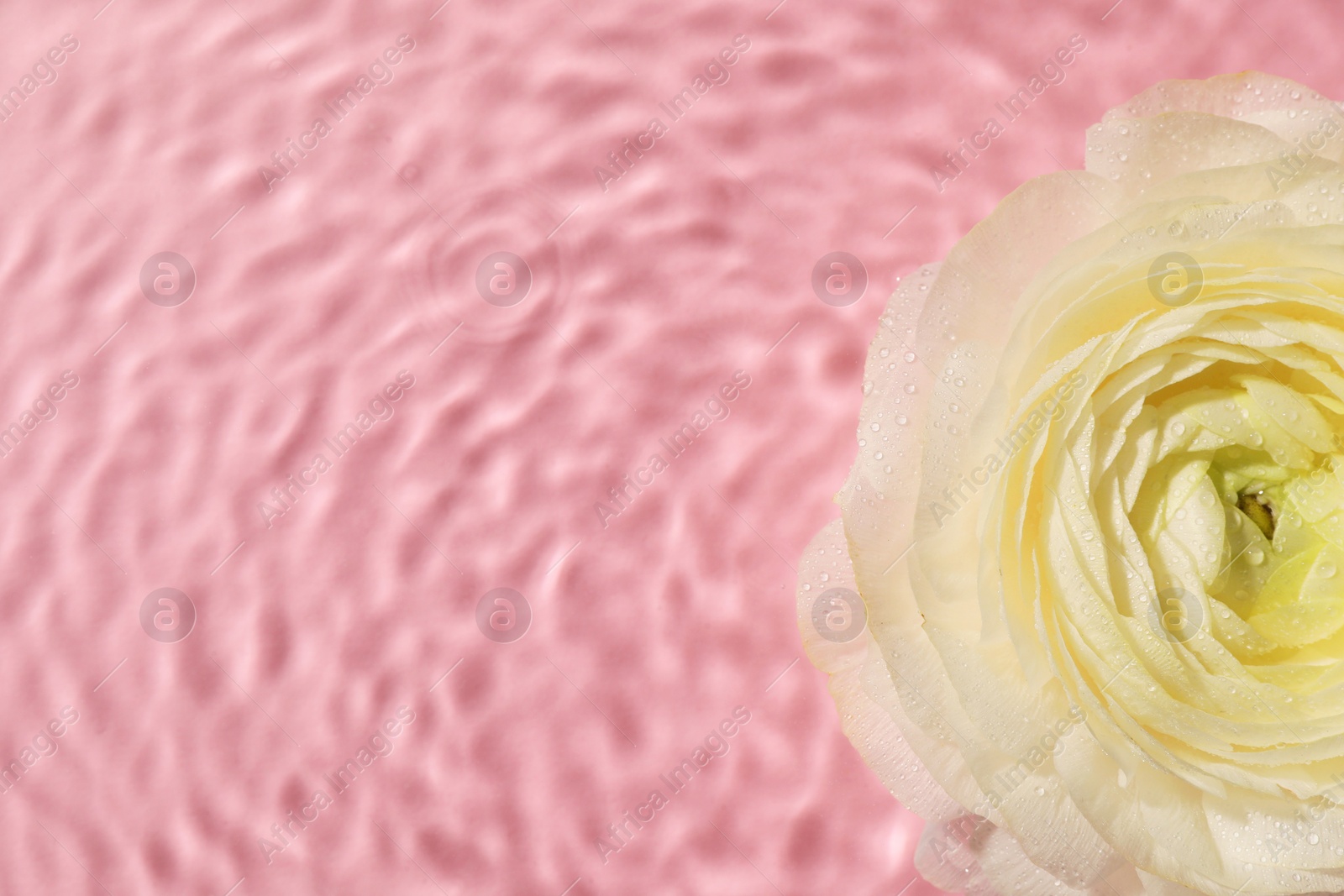 Photo of Beautiful white rose in water on pink background, top view. Space for text