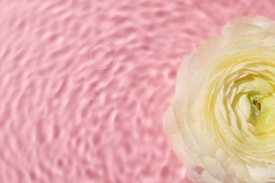 Beautiful white rose in water on pink background, top view. Space for text