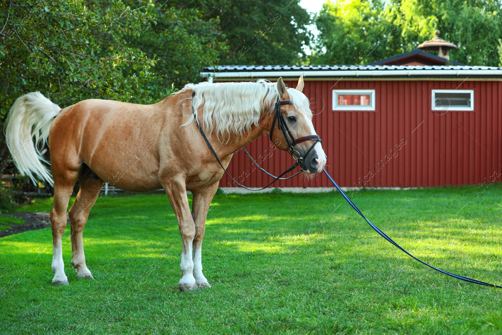 Photo of Palomino horse in bridle outdoors on sunny day