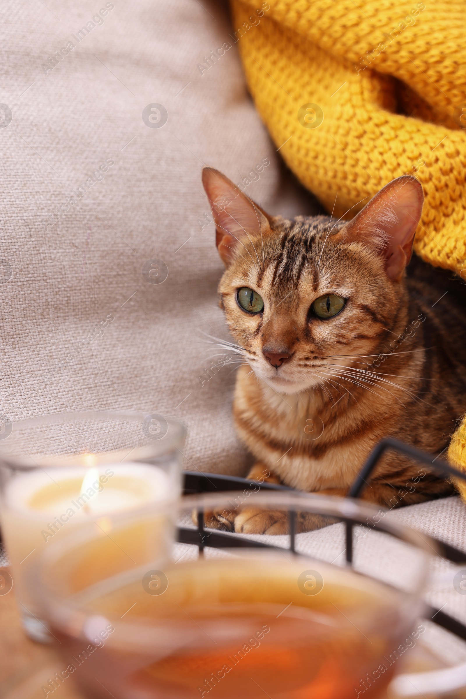 Photo of Cute Bengal cat lying near tray with tea on sofa at home. Adorable pet