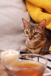 Cute Bengal cat lying near tray with tea on sofa at home. Adorable pet