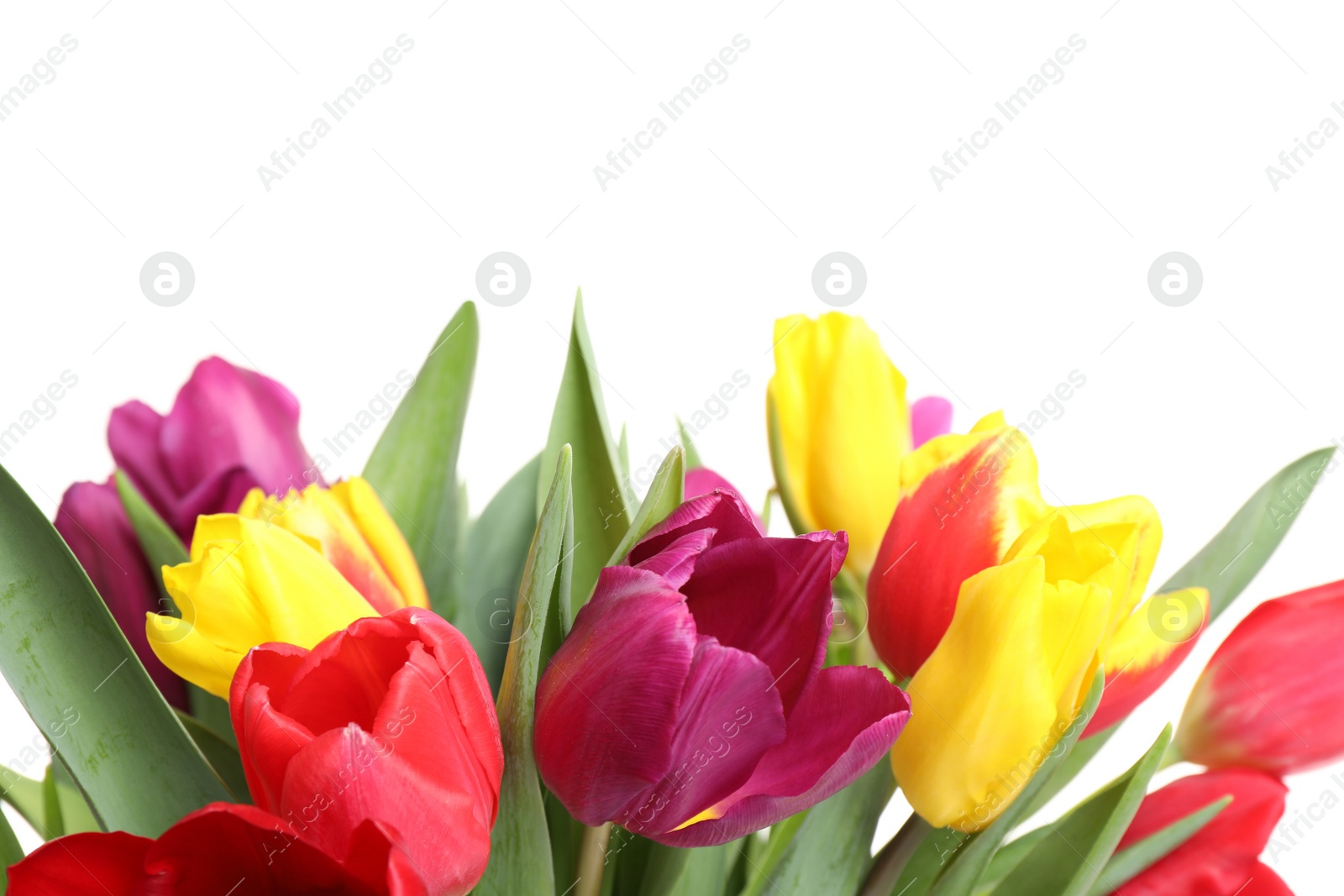 Photo of Beautiful bright spring tulips on white background